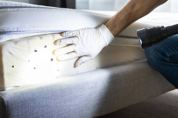 Best Flea Control Services  in Welcome, SC